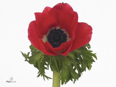 Anemone coronaria 'Jerusalem Red'