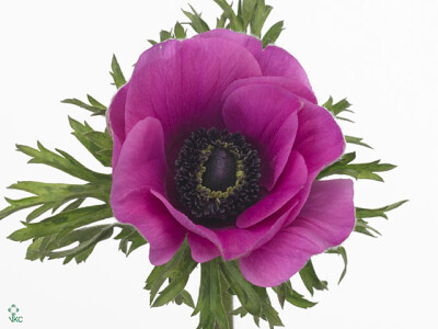 Anemone coronaria 'Jerusalem Purple'