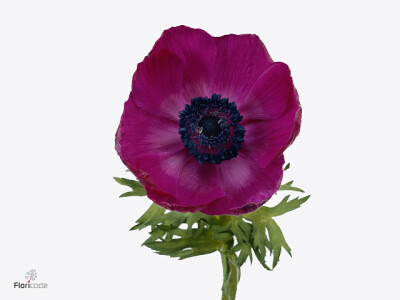 Anemone coronaria 'Galil Purper'