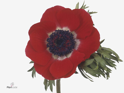 Anemone coronaria 'Galil Rood'