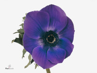 Anemone coronaria 'Galil Blauw'