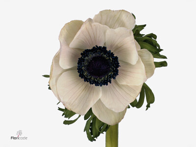 Anemone coronaria 'Galil Wit'