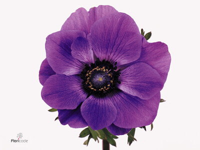 Anemone coronaria 'Marianne Blue'