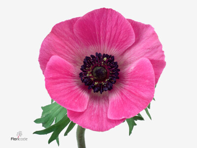 Anemone coronaria Marianne Orchid