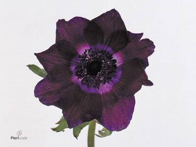 Anemone coronaria 'Meron Bordeaux'