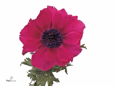 Anemone coronaria 'Meron Pink'