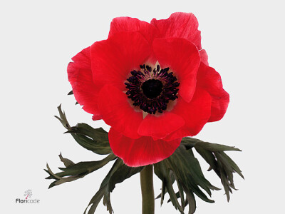 Anemone coronaria 'Meron Red'