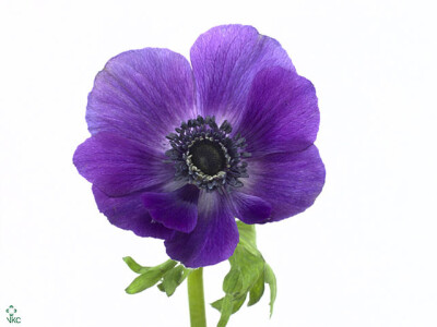 Anemone coronaria 'Carmel Blue'