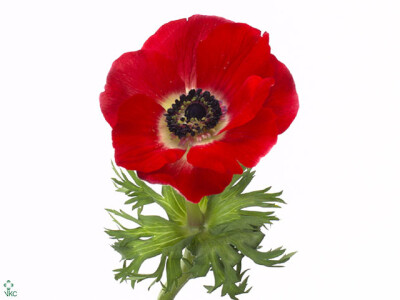 Anemone coronaria 'Carmel Scarlet'