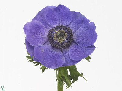 Anemone coronaria 'Mistral Plus Dark Blue'