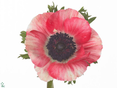 Anemone coronaria 'Mistral Plus Red'