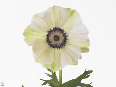 Anemone coronaria 'Mistral Plus White Pink'