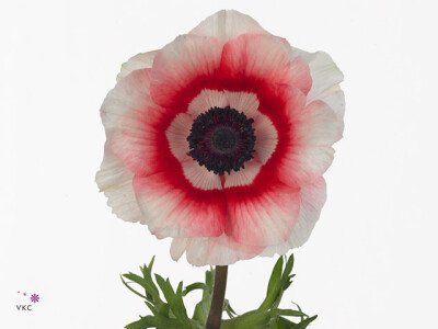 Anemone coronaria 'Mistral Plus Bicolour'