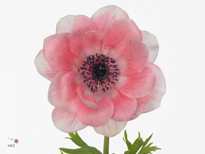 Anemone coronaria 'Mistral Plus Light Pink'