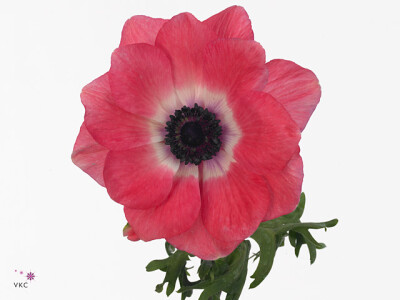 Anemone coronaria 'Mistral Plus Shocking Pink'