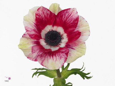 Anemone coronaria 'Mistral Plus Tigre'