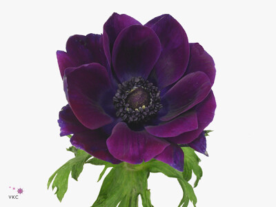 Anemone coronaria 'Mistral Plus Wine'