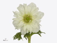 Anemone coronaria 'Fullstar Pure White'