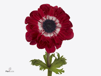 Anemone coronaria 'Fullstar Glory Red'