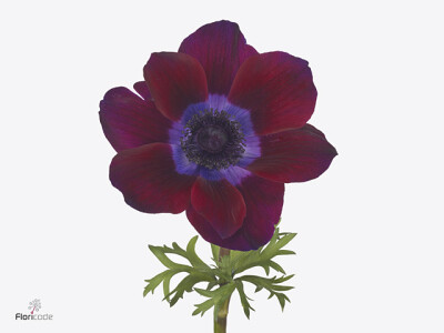 Anemone coronaria 'Mistral Bordeaux'