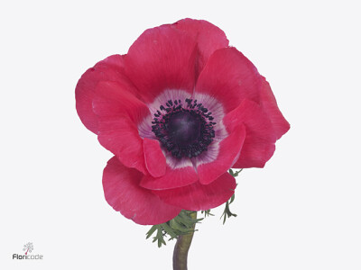 Anemone coronaria 'Mistral Plus Pinkie'