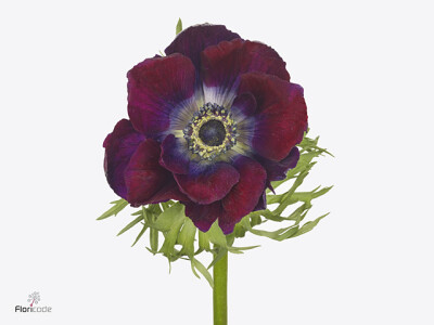 Anemone coronaria 'Galil Bordeaux'