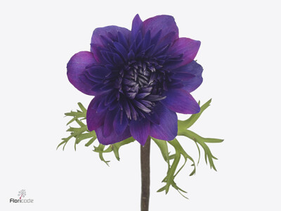 Anemone coronaria 'Fullstar Jeans'